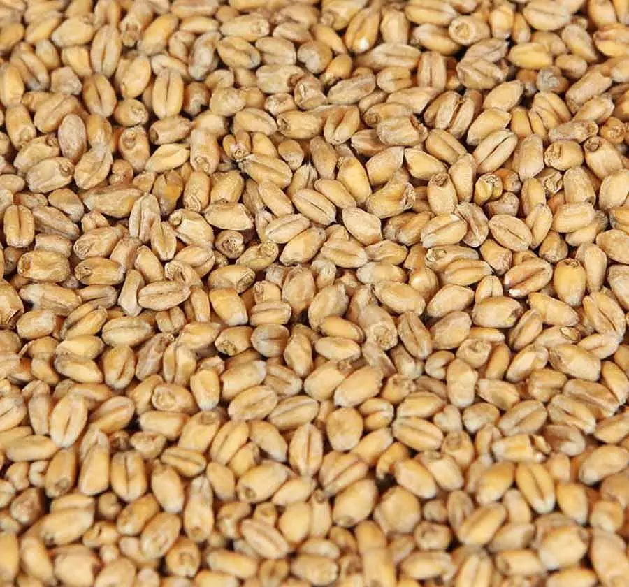 ekrökt vetemalt (Weyermann®), hel/krossad, 1 kg